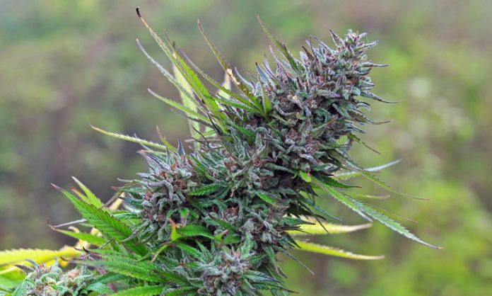 Blüte einer Outdoor-Cannabispflanze