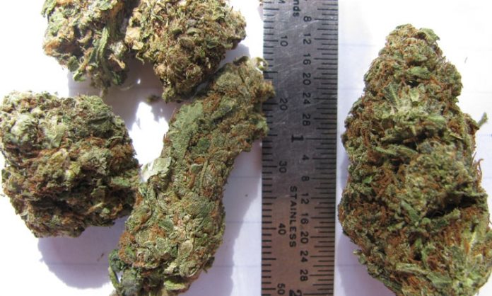 Marihuana-Buds
