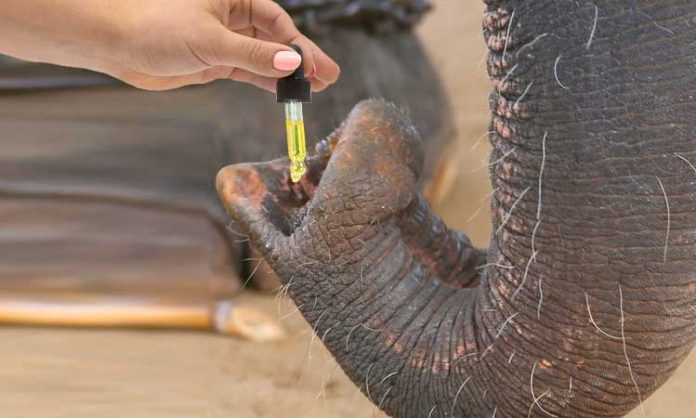 Ein Elefantenrüssel, in den CBD-Öl gegeben wird