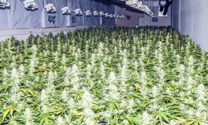 Eine große Indoor-Cannabis-Anlage