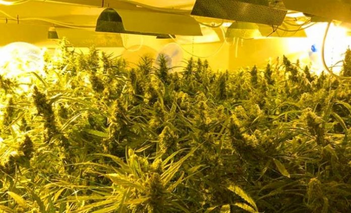 Cannabis-Grow