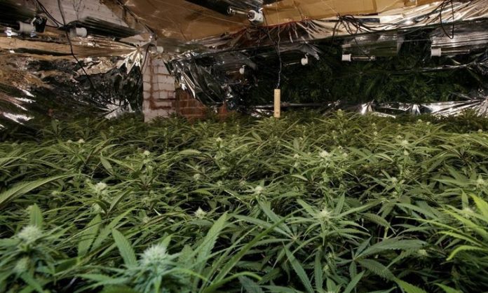 Eine Indoor-Cannabisanlage