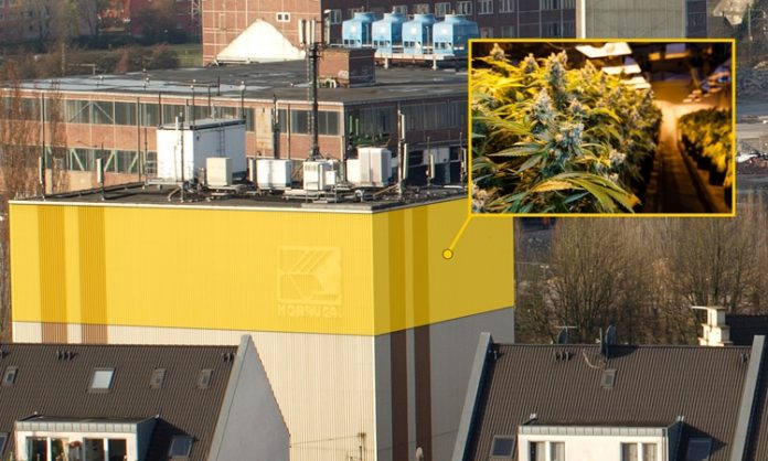 Fotomontage: Blick auf den Hochbunker in Gerresheim, Cannabispflanzen
