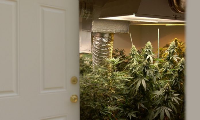 Blick auf eine Cannabisanlage durch eine geöffnete Tür
