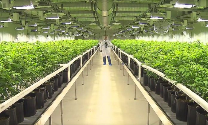 Anlage von Aurora: Lizenz zum Cannabis-Anbau
