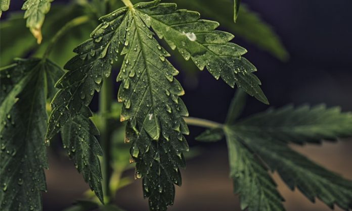Ein Cannabisblatt in Nahaufnahme, Wassertropfen rinnen herunter
