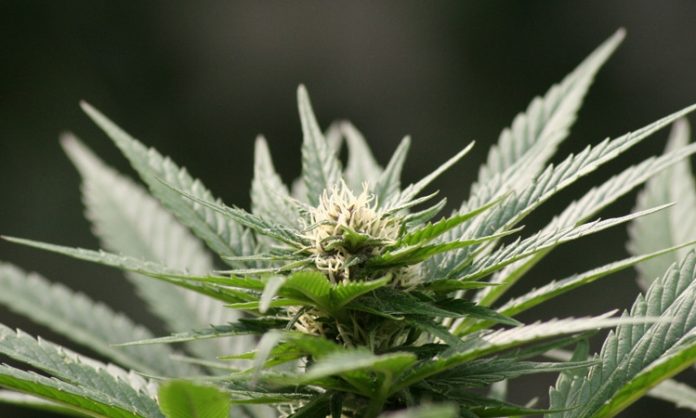 Eine Cannabisblüte