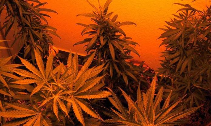 Cannabispflanzen in der Wohnung