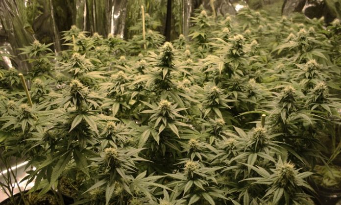 Indoor-Cannabispflanzen