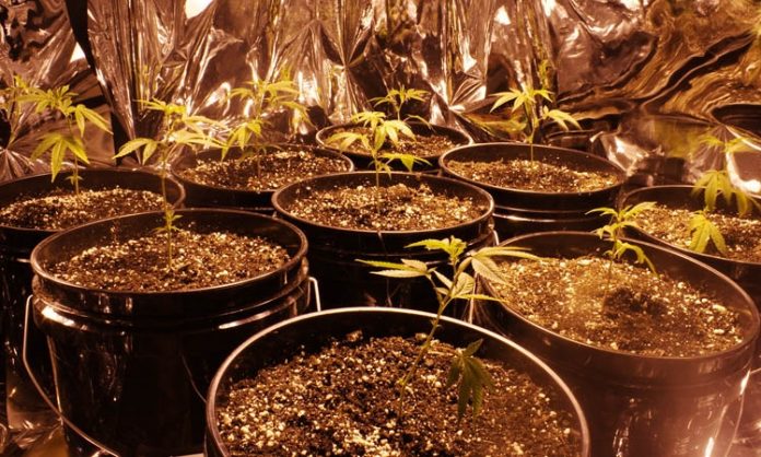 Junge Indoor-Cannabispflanzen