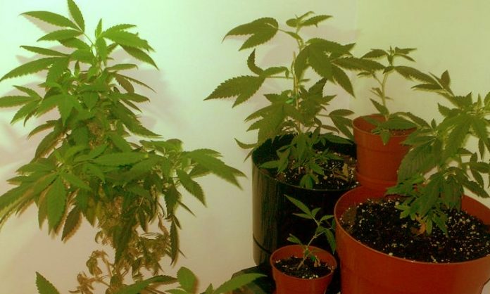 Cannabispflanzen in der Wohnung