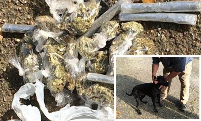 Zweigeteiltes Bild: Cannabis in Tütchen, Hund mit Herrchen