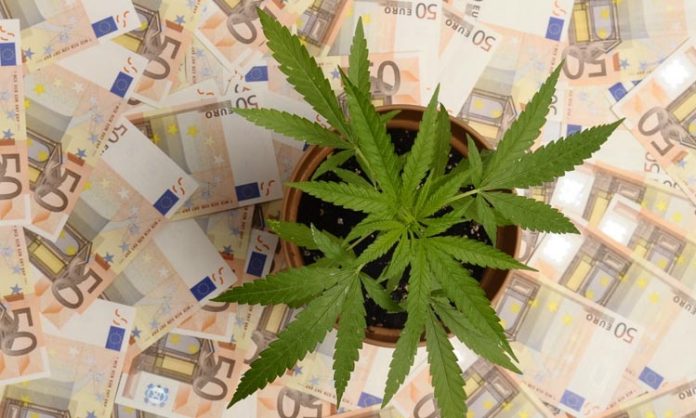 Cannabispflanze umgeben von 50-Euro-Scheinen