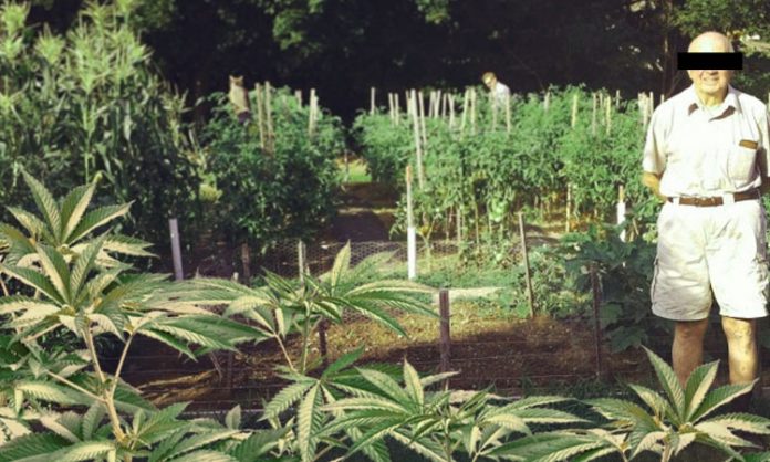 Fotomontage: Senior vor Outdoor-Cannabis
