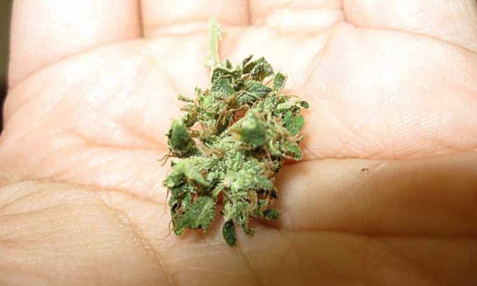 Nahaufnahme einer Marihuana-Blüte auf der Handfläche