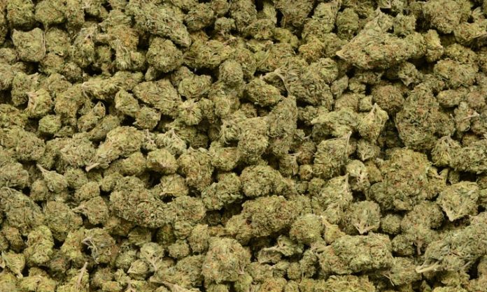 Malta Cannabis