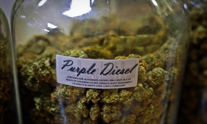 Ein Einmachglas voll mit Purple-Diesel-Marihuana