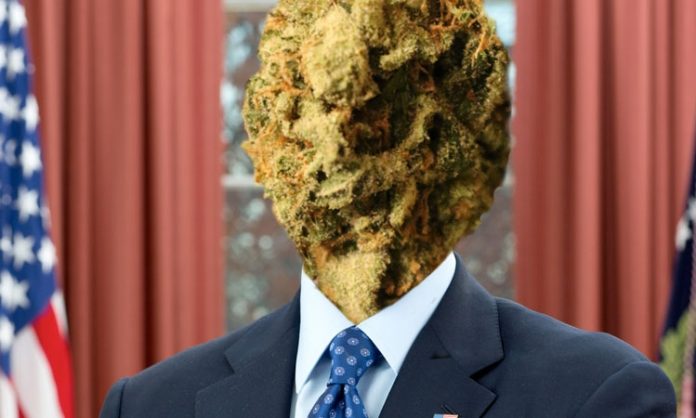 Fotomontage: Mann im Anzug mit Marihuanablüte als Kopf