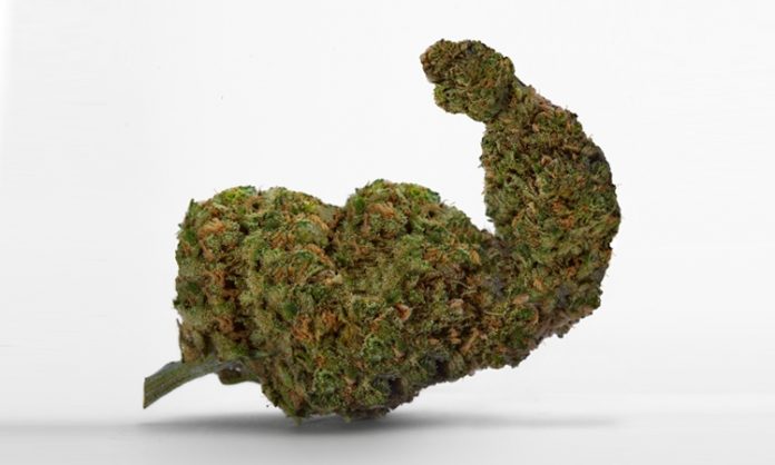 Fotomontage: Ein Marihuana-Blüte, die wie ein muskulöser Arm aussieht
