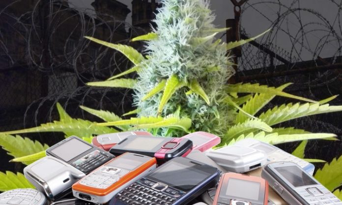 Fotomontage: Handys vor Cannabispflanze