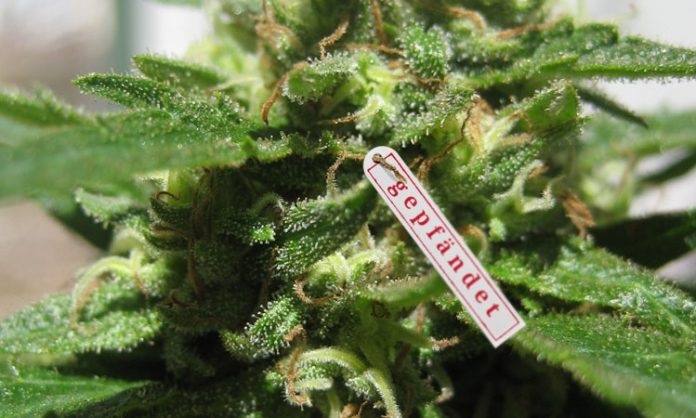 Cannabisblüte im Close-Up mit kleinem Schild mit der Aufschrift 