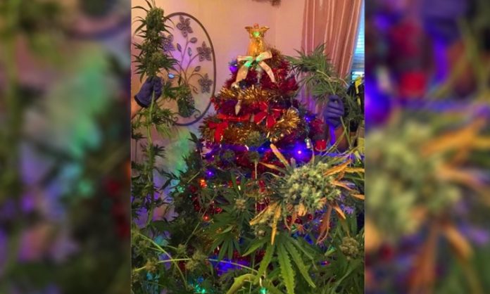 Eine weihnachtlich geschmückte Cannabispflanze