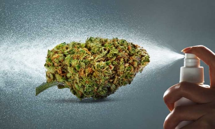 Eine Cannabisblüte, die besprüht wird