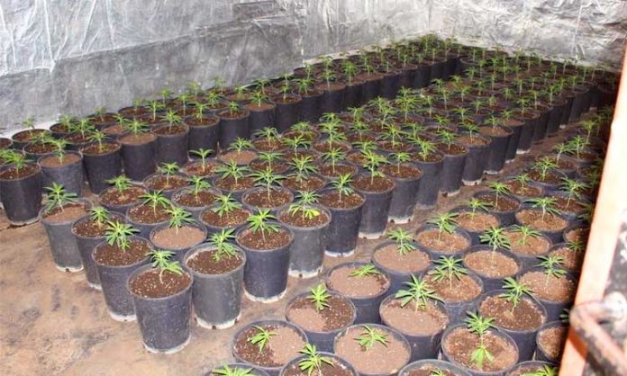 Junge Cannabispflanzen in schwarzen Töpfen