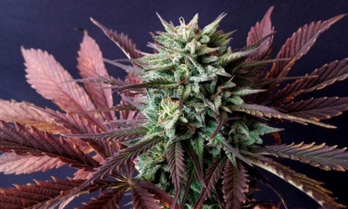 Brainstorm-Cannabispflanze