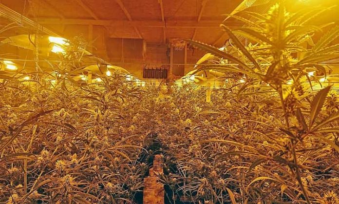 Polizeifoto von Cannabis-Anlage in Mettmann