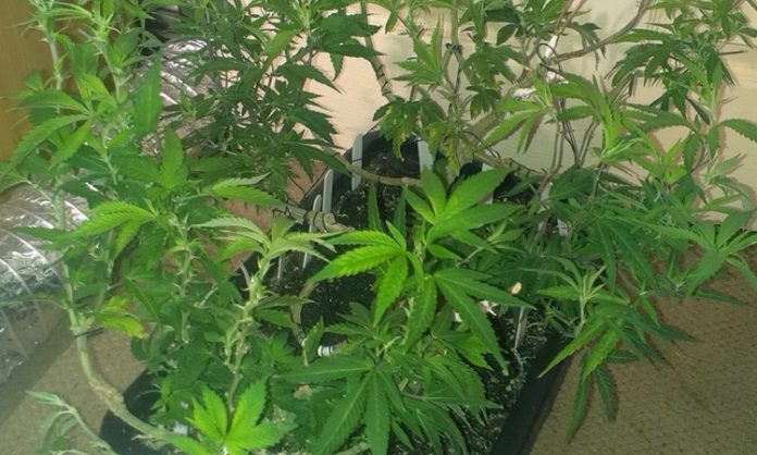 Eine Cannabispflanze mit 14 verschiedenen Strains