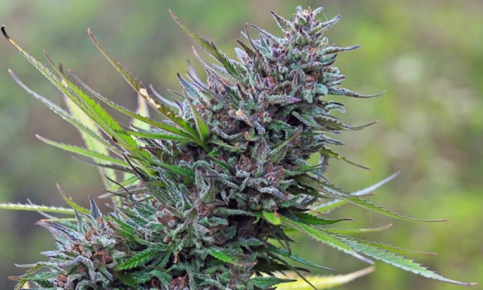 Bild einer Outdoor-Cannabispflanze