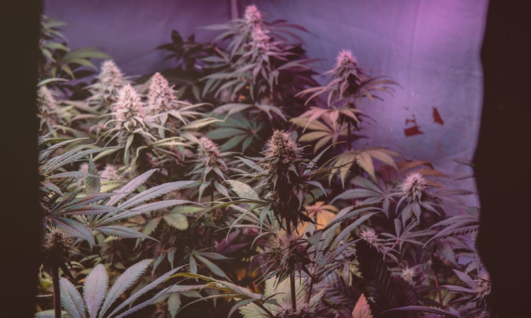 Cannabis  Marihuana  THC Hanf grow Hanfblatt  LED Leuchtschild 