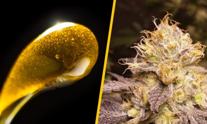 Links ein Tropfen Haschöl, rechts eine Cannabisblüte