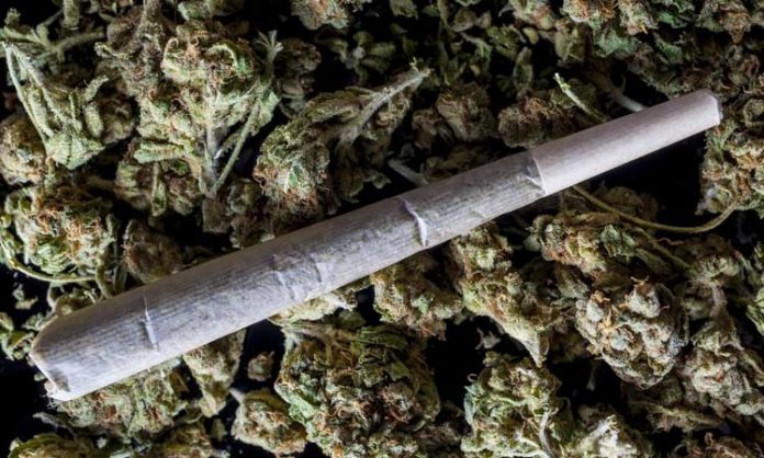Ein Joint auf Marihuanablüten
