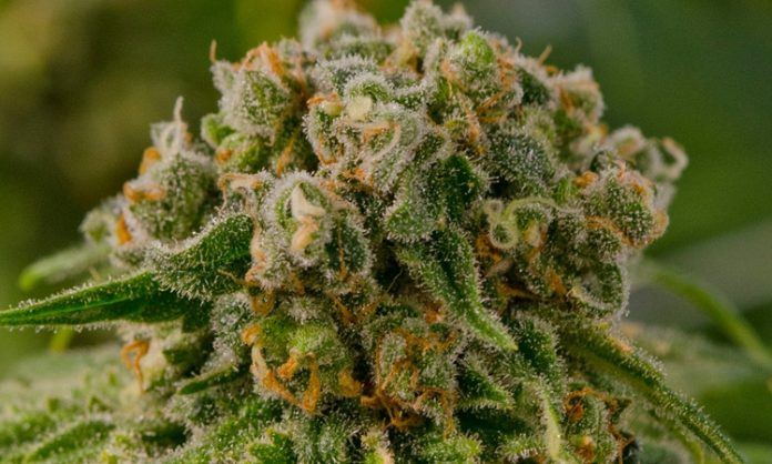 Trainwreck Cannabispflanze der Samenbank Green House Seeds