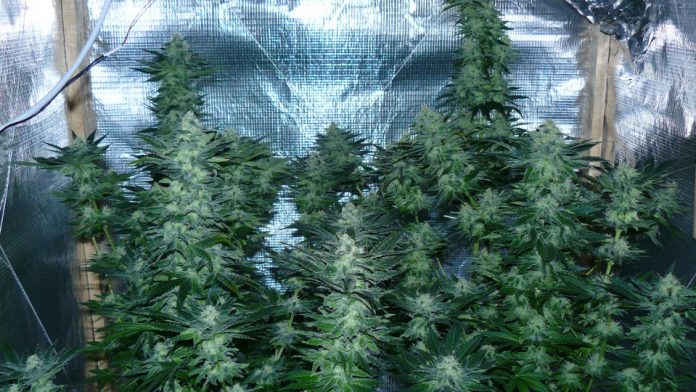 Cannabispflanzen der Sorte Wappa