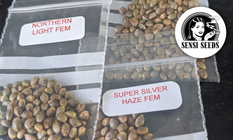 5.800 Briefe mit Cannabis-Samen abgefangen: Sensi Seeds stellt