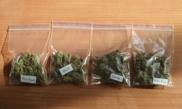 Foto von vier Tütchen mit Marihuana